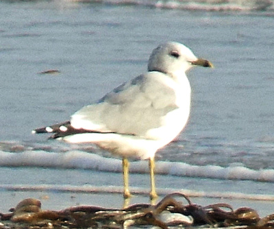 Common Gull